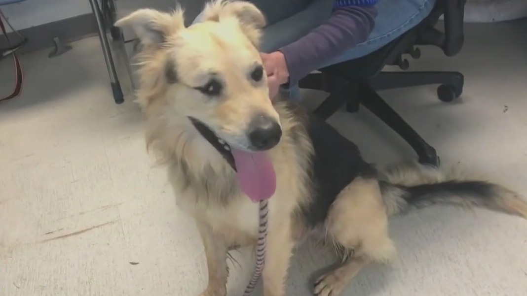 Spotting the signs of dog dementia